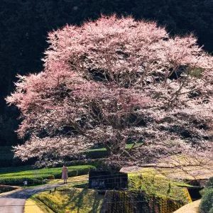 竹原の淡墨桜（薄墨桜）のフリー写真素材