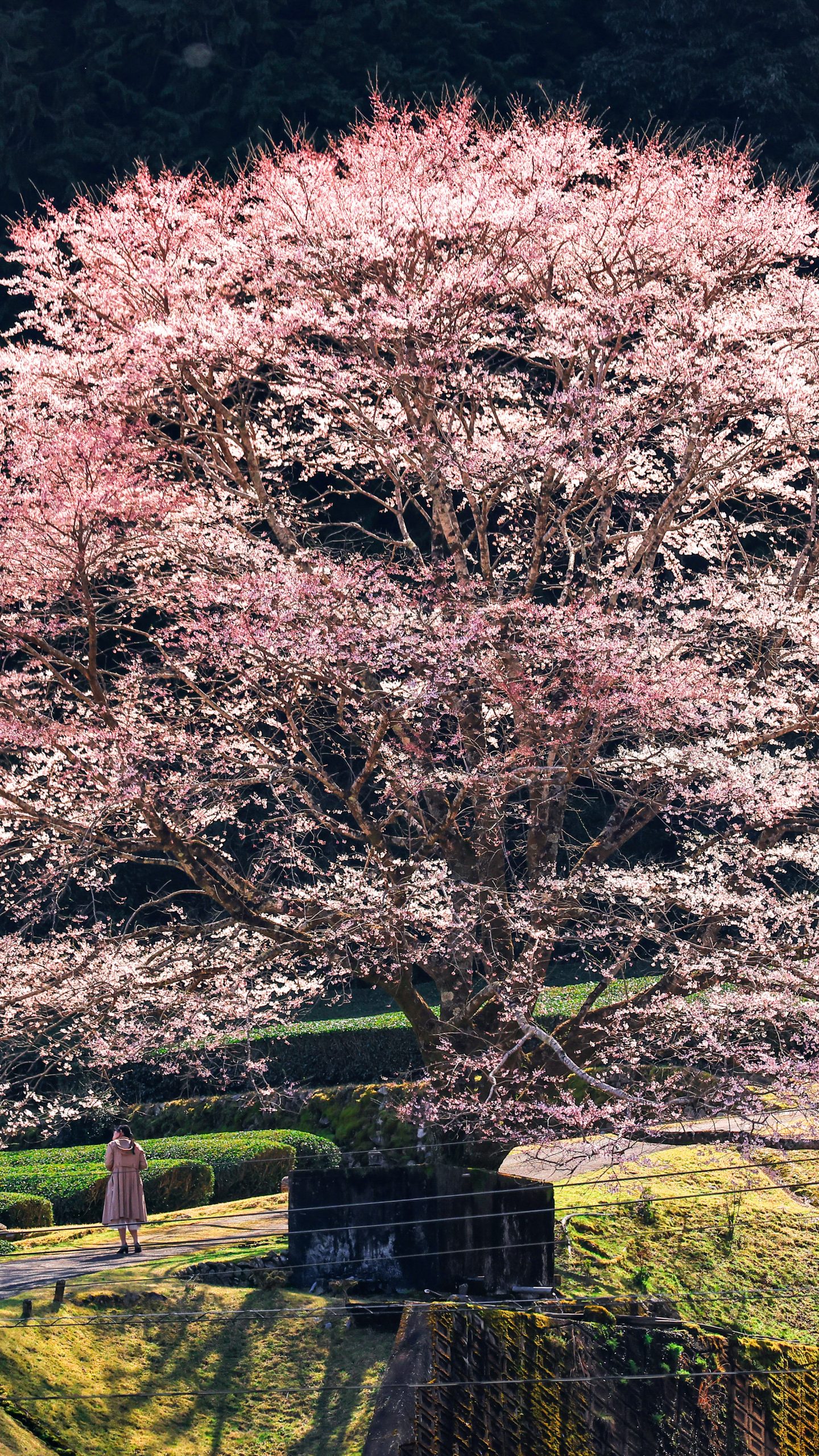 無料壁紙 ピンク色の淡墨桜。PCとデスクトップ壁紙に最適な4K高画質の無料壁紙。三重県津市の竹原の淡墨桜(薄墨桜)で撮影したフリー写真素材