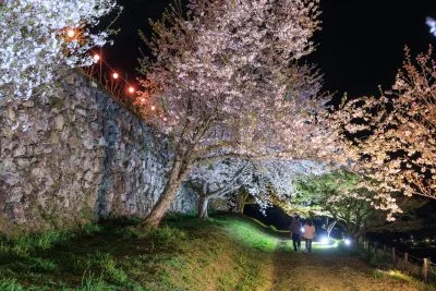 無料壁紙 夜桜ライトアップを楽しむ人。PCとデスクトップ壁紙に最適な4K高画質の無料壁紙。三重県玉城町の田丸城跡で撮影したフリー写真素材