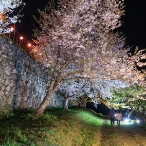 無料壁紙 夜桜ライトアップを楽しむ人。PCとデスクトップ壁紙に最適な4K高画質の無料壁紙。三重県玉城町の田丸城跡で撮影したフリー写真素材