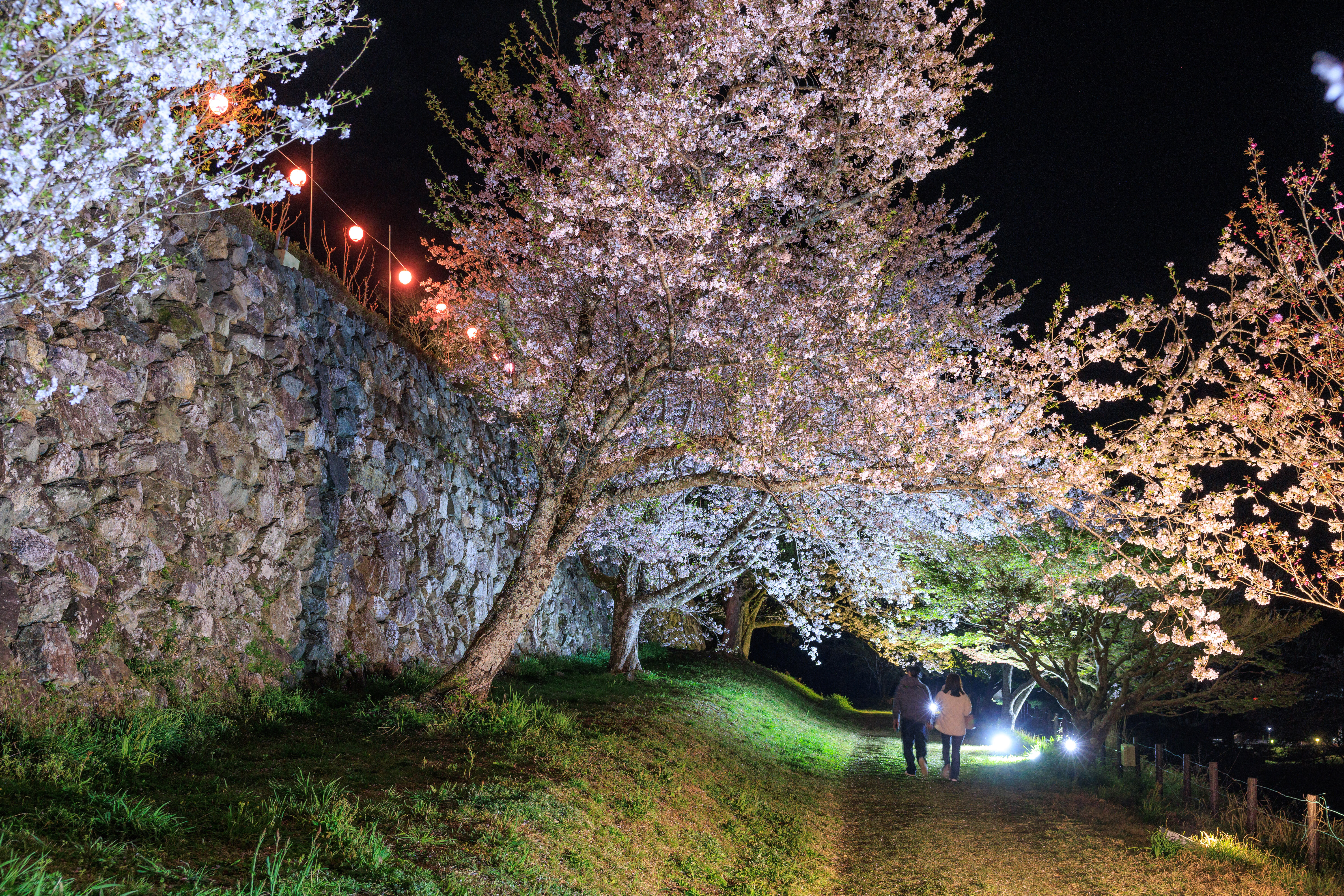 無料壁紙 夜桜ライトアップを楽しむ人。PCとデスクトップ壁紙に最適な4K高画質の無料壁紙。三重県玉城町の田丸城跡で撮影したフリー写真素材