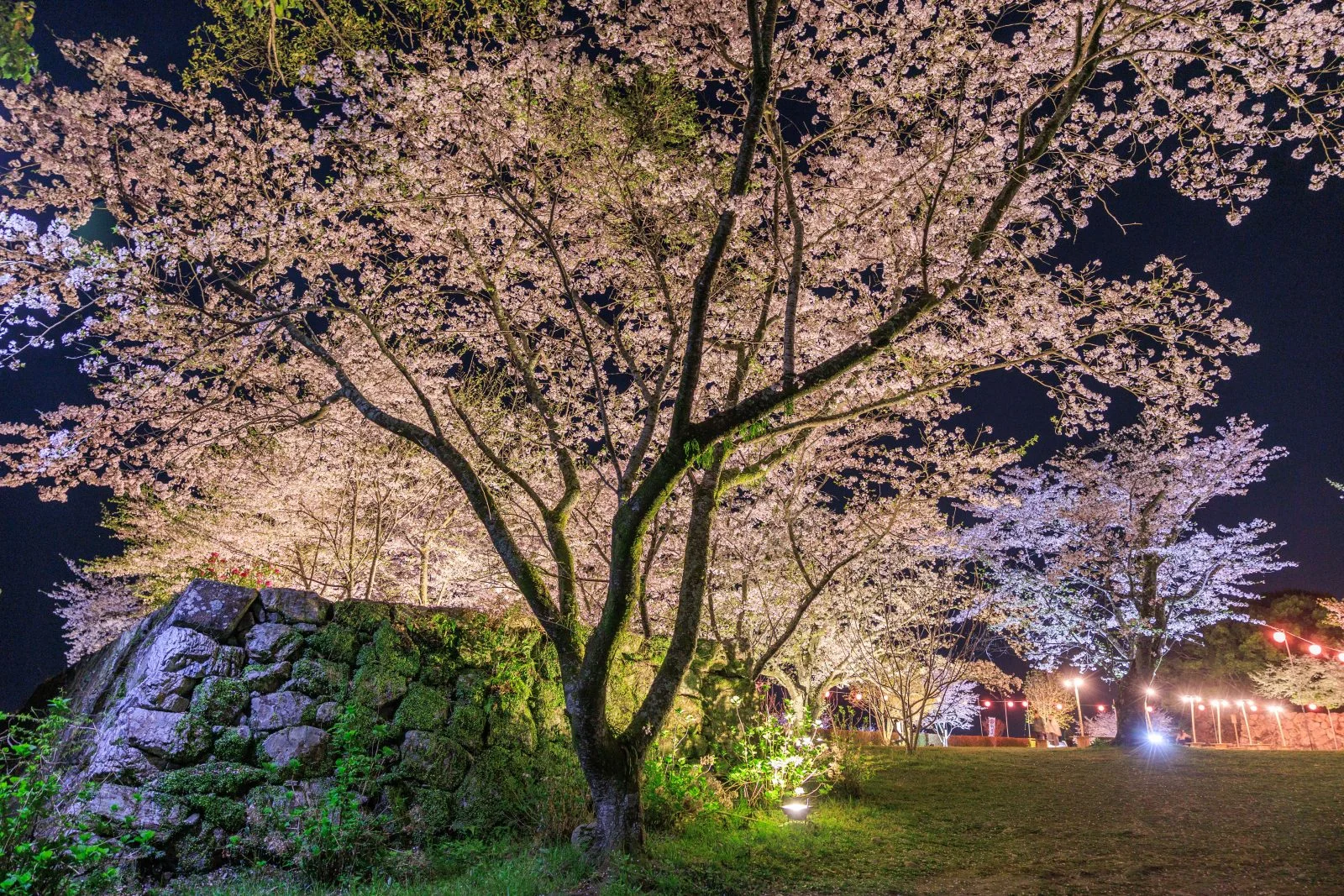 無料壁紙 広場の夜桜。PCとデスクトップ壁紙に最適な4K高画質の無料壁紙。三重県玉城町の田丸城跡で撮影したフリー写真素材