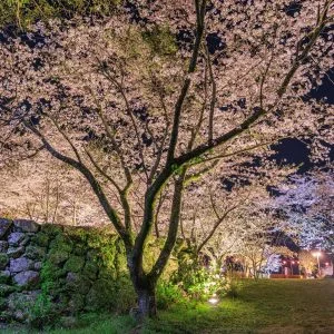 無料壁紙 広場の夜桜。PCとデスクトップ壁紙に最適な4K高画質の無料壁紙。三重県玉城町の田丸城跡で撮影したフリー写真素材