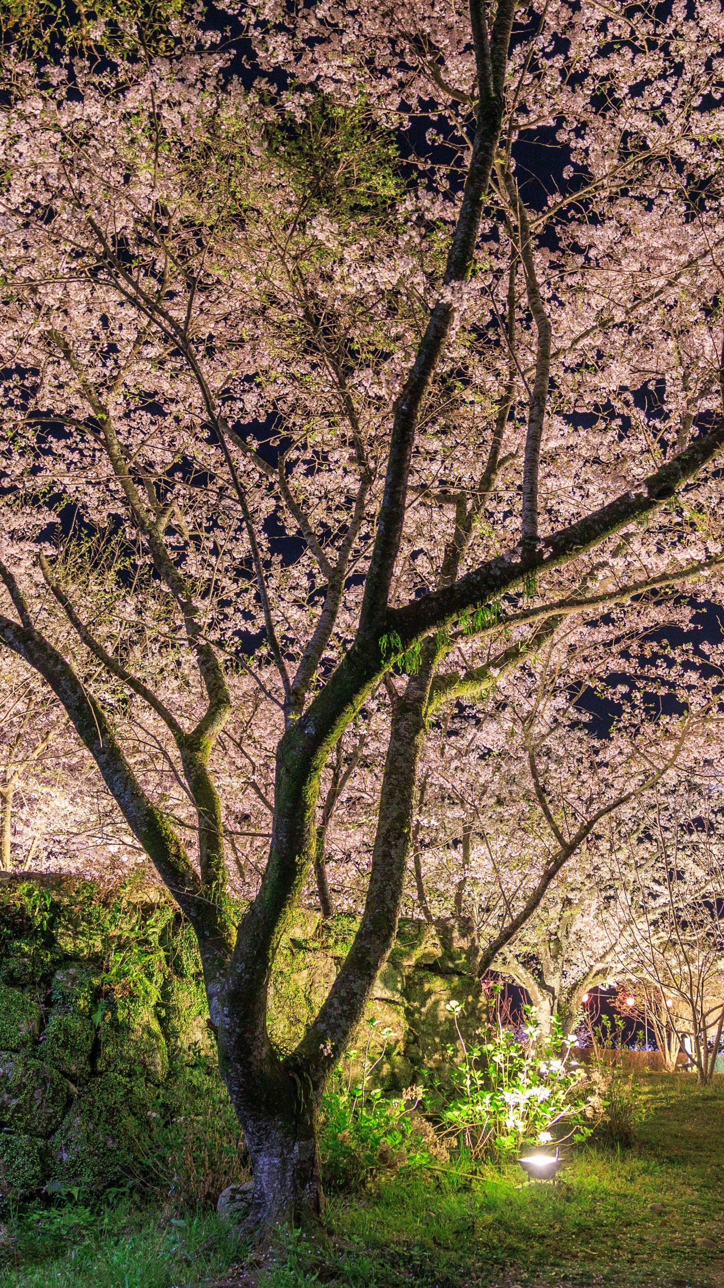 広場の夜桜(三重県玉城町・田丸城跡)