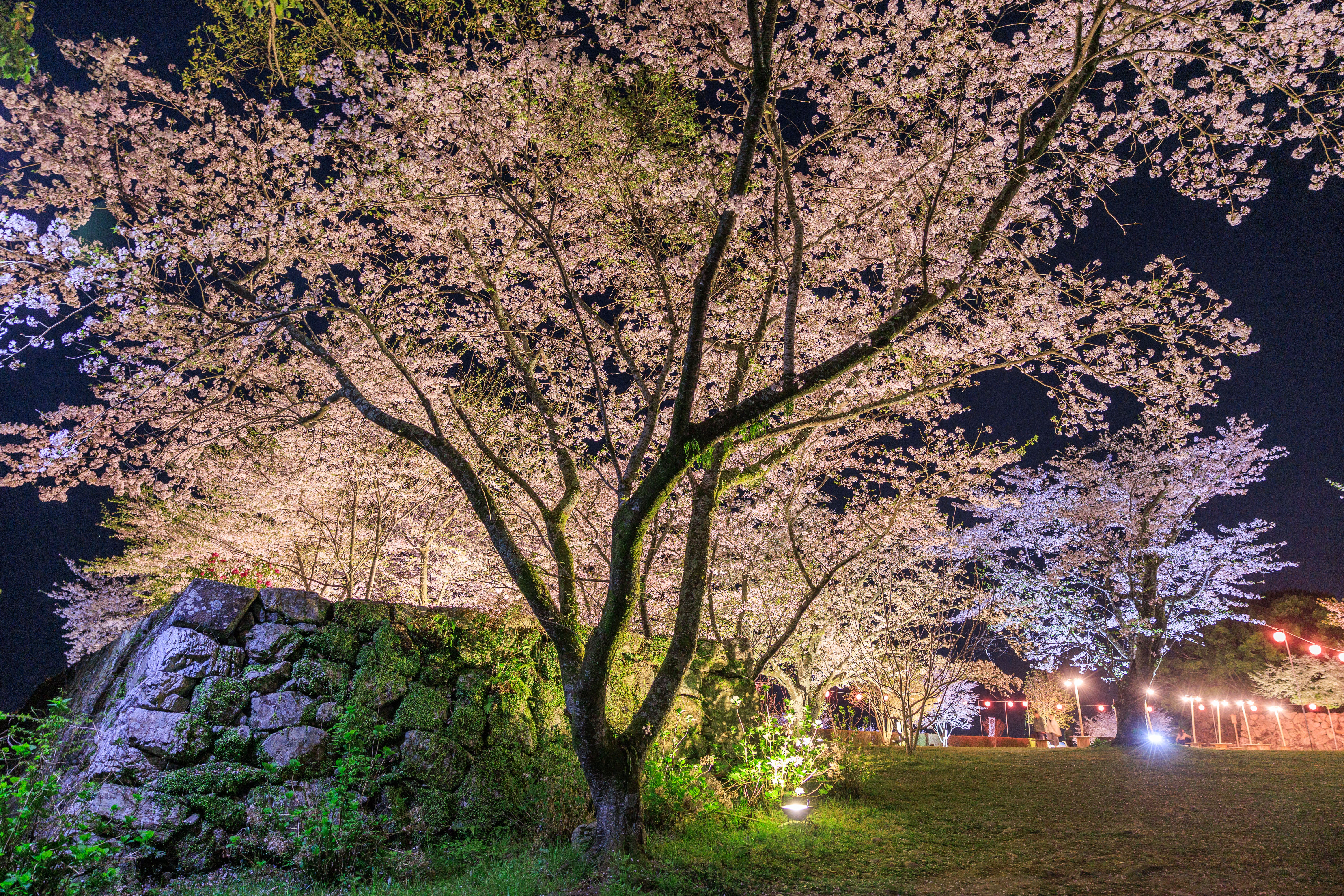 無料壁紙 広場の夜桜。PCとデスクトップ壁紙に最適な4K高画質の無料壁紙。三重県玉城町の田丸城跡で撮影したフリー写真素材
