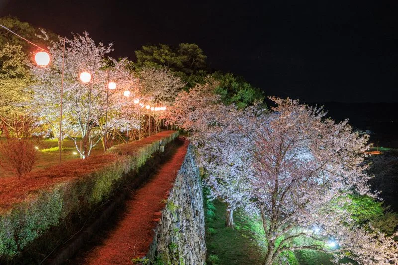 無料壁紙 天守台近くから見下ろす夜桜。PCとデスクトップ壁紙に最適な4K高画質の無料壁紙。三重県玉城町の田丸城跡で撮影したフリー写真素材