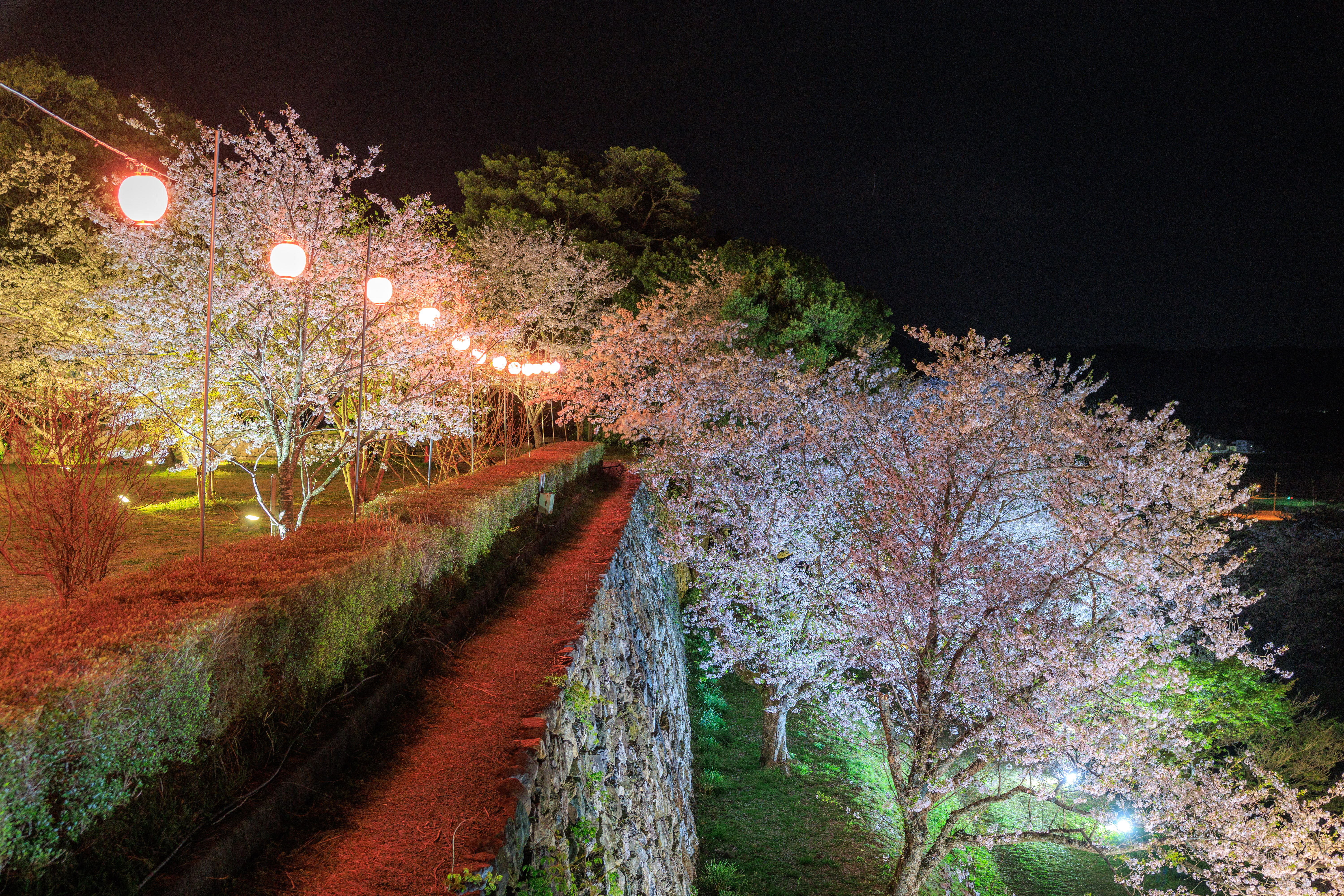 無料壁紙 天守台近くから見下ろす夜桜。PCとデスクトップ壁紙に最適な4K高画質の無料壁紙。三重県玉城町の田丸城跡で撮影したフリー写真素材
