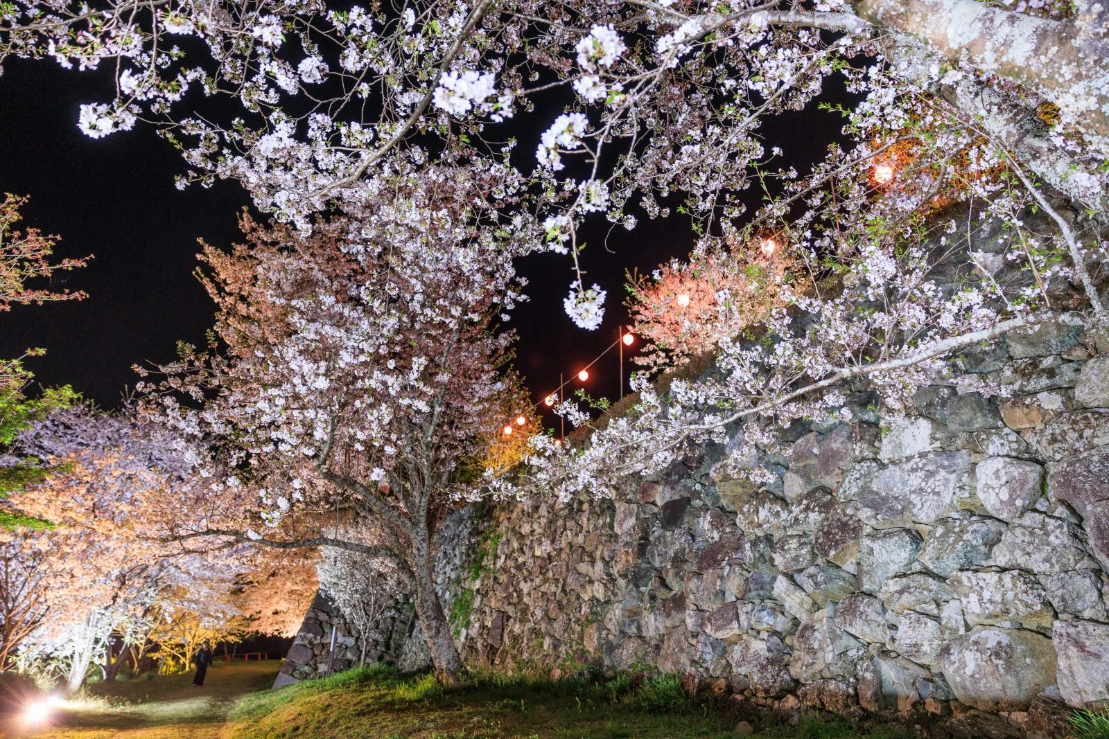 無料壁紙 石垣と夜桜。PCとデスクトップ壁紙に最適な4K高画質の無料壁紙。三重県玉城町の田丸城跡で撮影したフリー写真素材