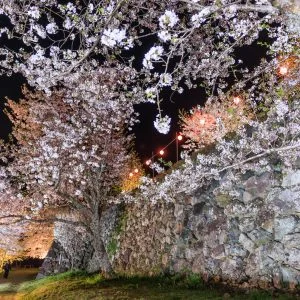 無料壁紙 石垣と夜桜。PCとデスクトップ壁紙に最適な4K高画質の無料壁紙。三重県玉城町の田丸城跡で撮影したフリー写真素材