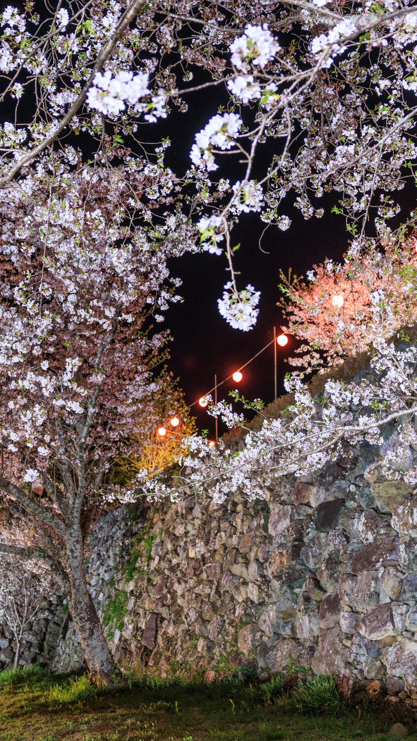 石垣と夜桜(三重県玉城町・田丸城跡)