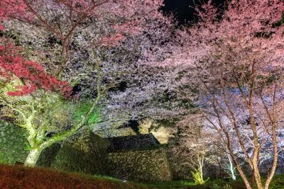 無料壁紙 駐車場近くから眺める夜桜ライトアップ。PCとデスクトップ壁紙に最適な4K高画質の無料壁紙。三重県玉城町の田丸城跡で撮影したフリー写真素材