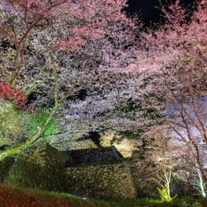 無料壁紙 駐車場近くから眺める夜桜ライトアップ。PCとデスクトップ壁紙に最適な4K高画質の無料壁紙。三重県玉城町の田丸城跡で撮影したフリー写真素材