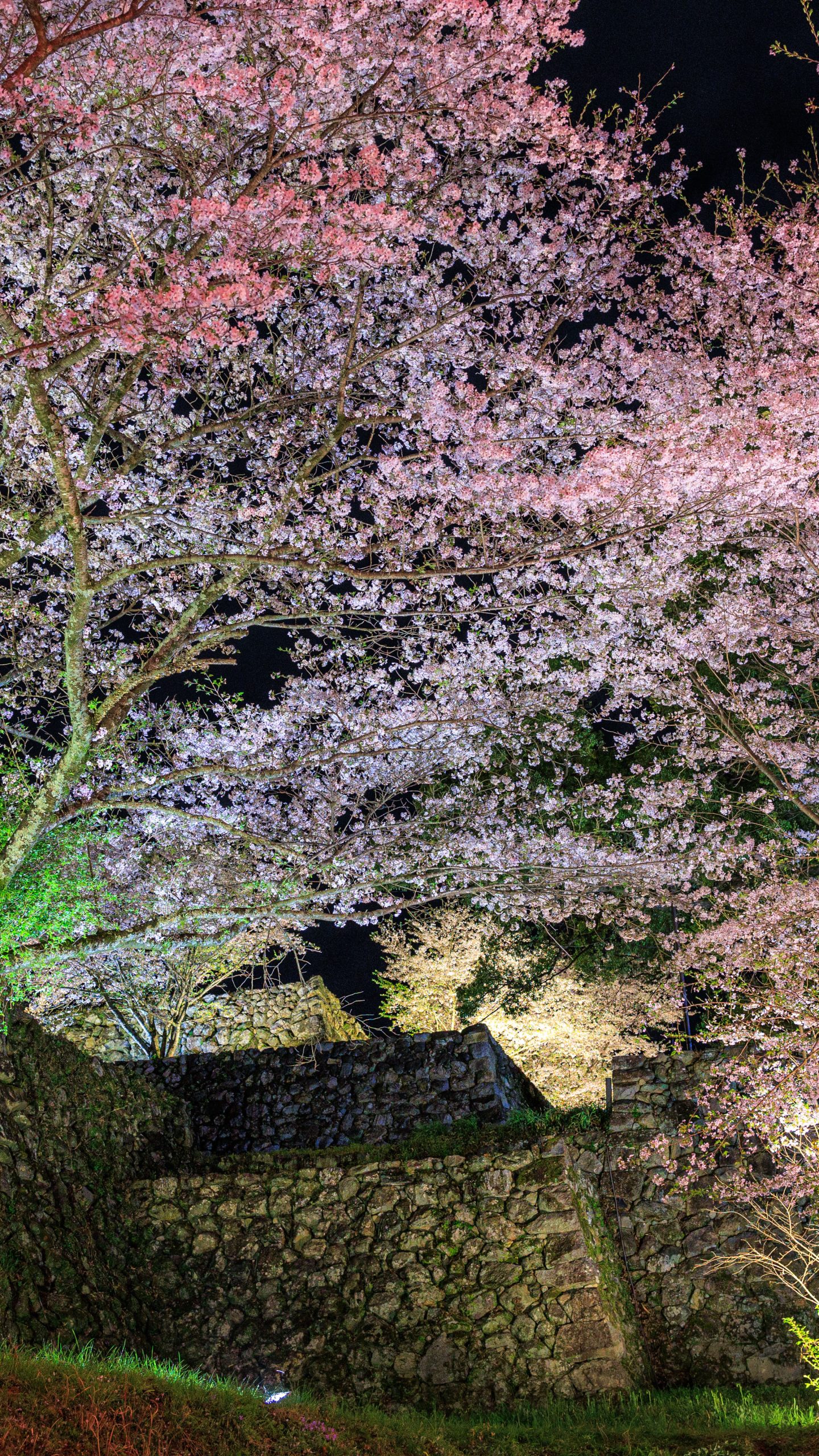 無料壁紙 駐車場近くから眺める夜桜ライトアップ。PCとデスクトップ壁紙に最適な4K高画質の無料壁紙。三重県玉城町の田丸城跡で撮影したフリー写真素材