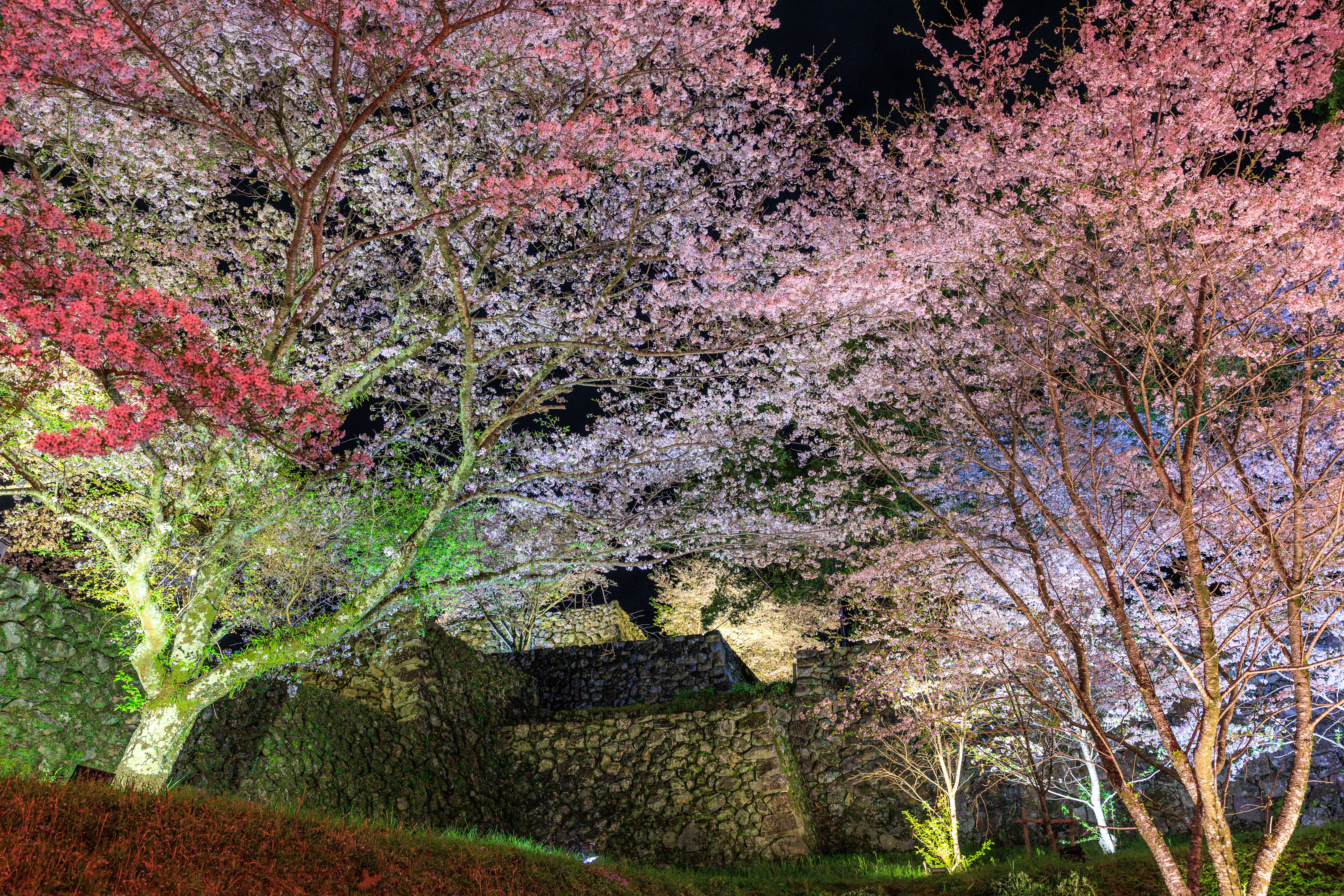 無料壁紙 駐車場近くから眺める夜桜ライトアップ。PCとデスクトップ壁紙に最適な4K高画質の無料壁紙。三重県玉城町の田丸城跡で撮影したフリー写真素材