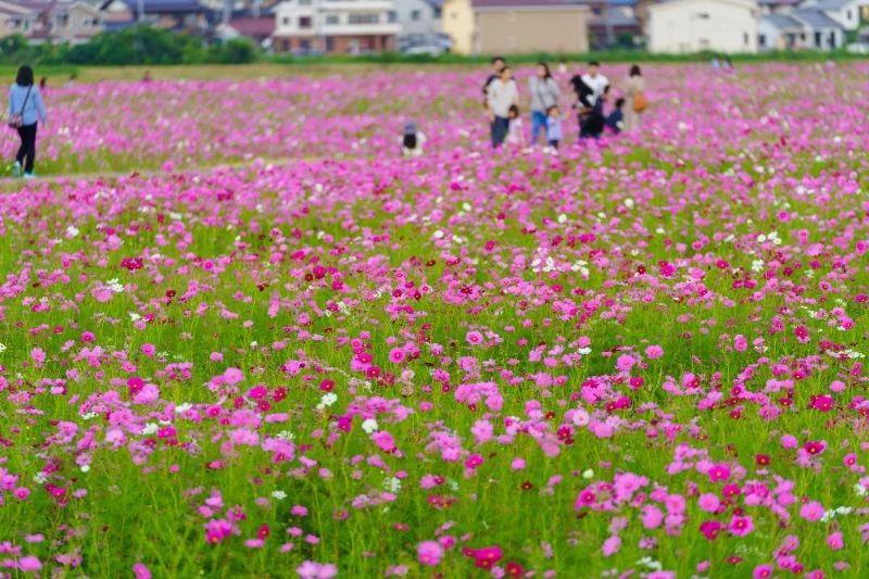 無料壁紙 賑わうコスモス畑。PCとデスクトップ壁紙に最適な4K高画質の無料壁紙。三重県東員町の東員のコスモス畑で撮影したフリー写真素材