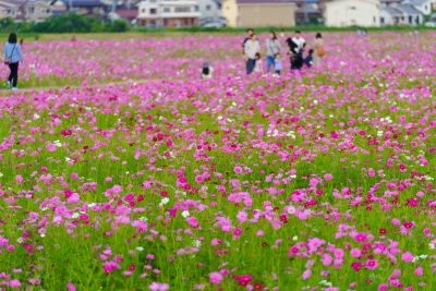 無料壁紙 賑わうコスモス畑。PCとデスクトップ壁紙に最適な4K高画質の無料壁紙。三重県東員町の東員のコスモス畑で撮影したフリー写真素材