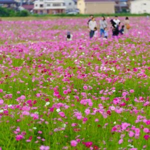 東員のコスモス畑のフリー写真素材