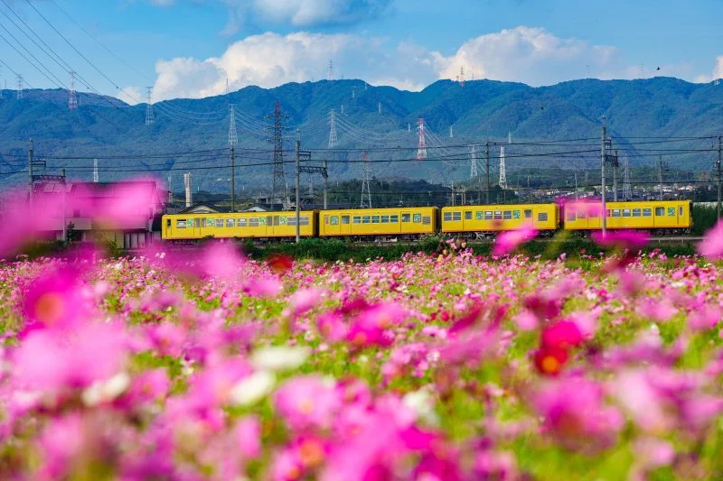 無料壁紙 コスモスに包まれる三岐鉄道。PCとデスクトップ壁紙に最適な4K高画質の無料壁紙。三重県東員町の東員のコスモス畑で撮影したフリー写真素材