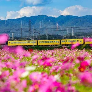 無料壁紙 コスモスに包まれる三岐鉄道。PCとデスクトップ壁紙に最適な4K高画質の無料壁紙。三重県東員町の東員のコスモス畑で撮影したフリー写真素材