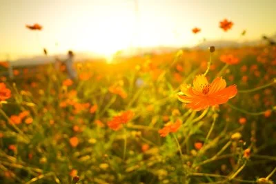 無料壁紙 オレンジ色のコスモス畑。PCとデスクトップ壁紙に最適な4K高画質の無料壁紙。三重県東員町の東員のコスモス畑で撮影したフリー写真素材