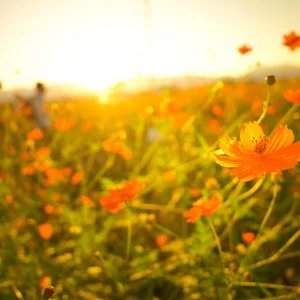 無料壁紙 オレンジ色のコスモス畑。PCとデスクトップ壁紙に最適な4K高画質の無料壁紙。三重県東員町の東員のコスモス畑で撮影したフリー写真素材