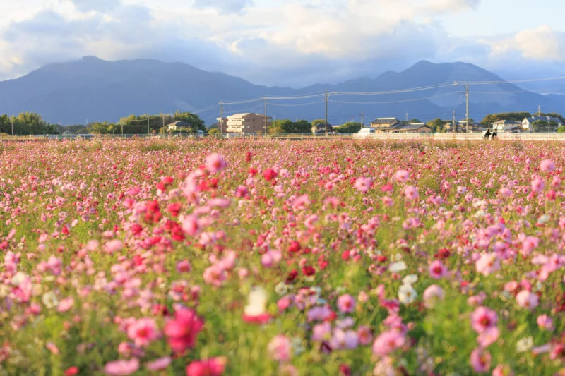 東員の南側に咲くコスモス畑（三重県東員町・東員のコスモス畑）