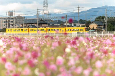 無料壁紙 駅の南側に咲くコスモスとイエロー車両。PCとデスクトップ壁紙に最適な4K高画質の無料壁紙。三重県東員町の東員のコスモス畑で撮影したフリー写真素材