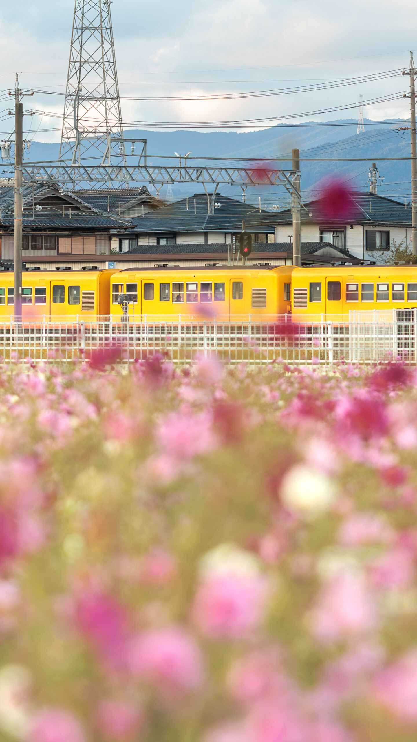 無料壁紙 駅の南側に咲くコスモスとイエロー車両。PCとデスクトップ壁紙に最適な4K高画質の無料壁紙。三重県東員町の東員のコスモス畑で撮影したフリー写真素材