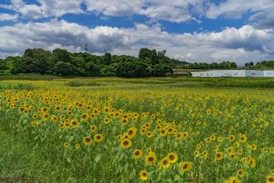 無料壁紙 一面に咲くひまわり。PCとデスクトップ壁紙に最適な4K高画質の無料壁紙。三重県津市のとことめの里 一志で撮影したフリー写真素材