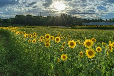 無料壁紙 ひまわりと太陽。PCとデスクトップ壁紙に最適な4K高画質の無料壁紙。三重県津市のとことめの里 一志で撮影したフリー写真素材