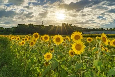 無料壁紙 夕暮れ時のひまわり。PCとデスクトップ壁紙に最適な4K高画質の無料壁紙。三重県津市のとことめの里 一志で撮影したフリー写真素材