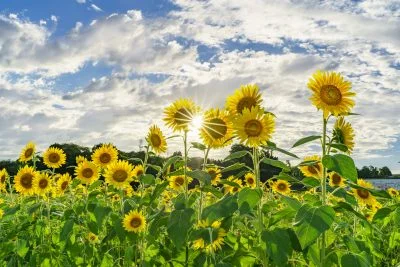 無料壁紙 ひまわりフラッシュ！。PCとデスクトップ壁紙に最適な4K高画質の無料壁紙。三重県津市のとことめの里 一志で撮影したフリー写真素材