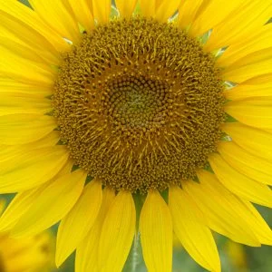 無料壁紙 ひまわりズームアップ！。PCとデスクトップ壁紙に最適な4K高画質の無料壁紙。三重県津市のとことめの里 一志で撮影したフリー写真素材