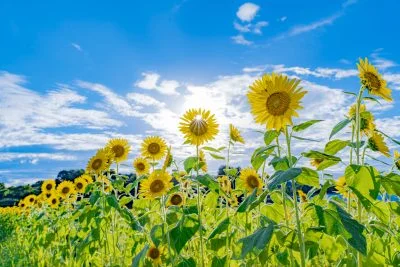 無料壁紙 向日葵から見える太陽。PCとデスクトップ壁紙に最適な4K高画質の無料壁紙。三重県津市のとことめの里 一志で撮影したフリー写真素材