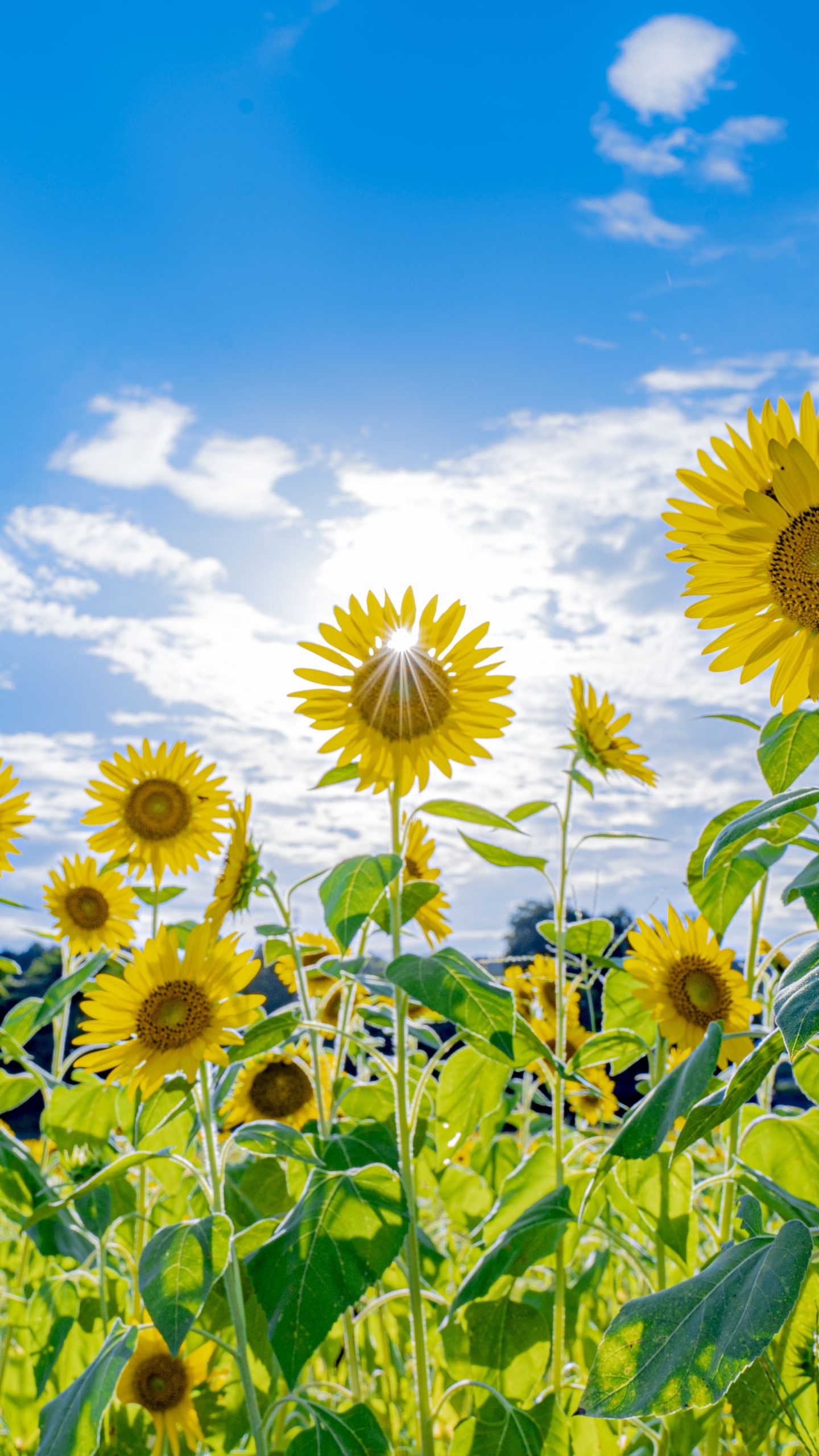 向日葵から見える太陽(三重県津市・とことめの里 一志)