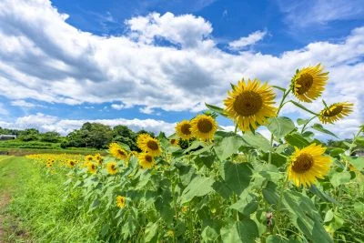 無料壁紙 ひまわりウェーブ。PCとデスクトップ壁紙に最適な4K高画質の無料壁紙。三重県津市のとことめの里 一志で撮影したフリー写真素材