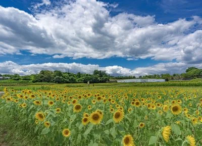 無料壁紙 一面のひまわりと夏雲。PCとデスクトップ壁紙に最適な4K高画質の無料壁紙。三重県津市のとことめの里 一志で撮影したフリー写真素材