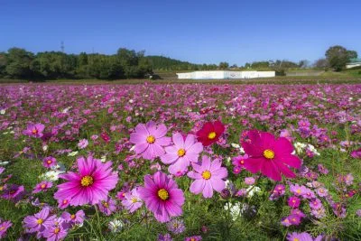 無料壁紙 彩りのコスモス。PCとデスクトップ壁紙に最適な4K高画質の無料壁紙。三重県津市のとことめの里 一志で撮影したフリー写真素材