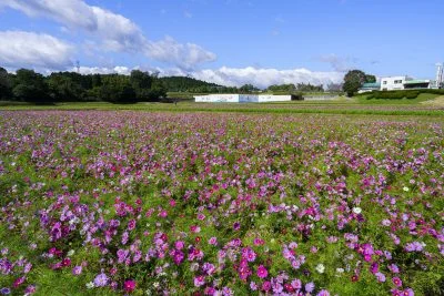 無料壁紙 コスモスと青空。PCとデスクトップ壁紙に最適な4K高画質の無料壁紙。三重県津市のとことめの里 一志で撮影したフリー写真素材