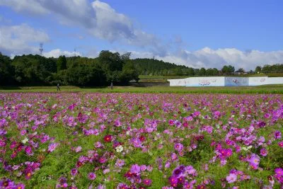 無料壁紙 一面に咲くコスモス。PCとデスクトップ壁紙に最適な4K高画質の無料壁紙。三重県津市のとことめの里 一志で撮影したフリー写真素材