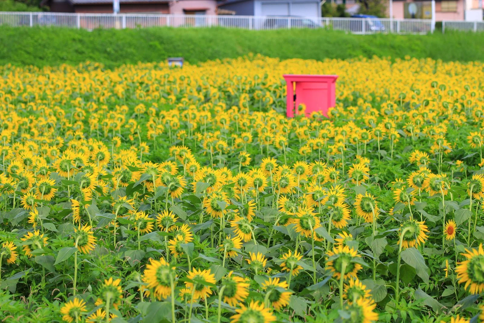 無料壁紙 １つだけこっち向いてる。PCとデスクトップ壁紙に最適な4K高画質の無料壁紙。三重県津市のとことめの里 一志で撮影したフリー写真素材