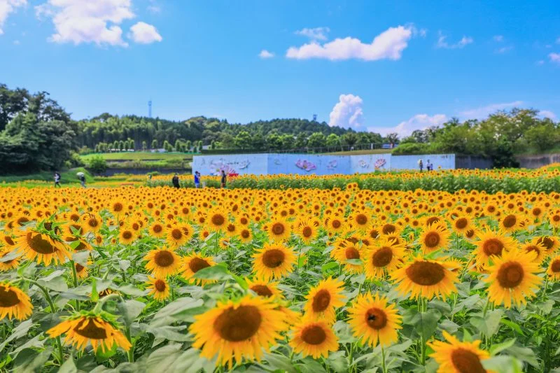 無料壁紙 2022年の満開ひまわり。PCとデスクトップ壁紙に最適な4K高画質の無料壁紙。三重県津市のとことめの里 一志で撮影したフリー写真素材