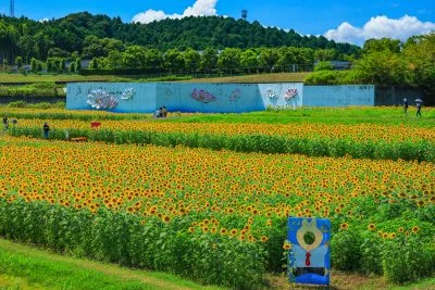 無料壁紙 夏雲と無数のひまわり。PCとデスクトップ壁紙に最適な4K高画質の無料壁紙。三重県津市のとことめの里 一志で撮影したフリー写真素材