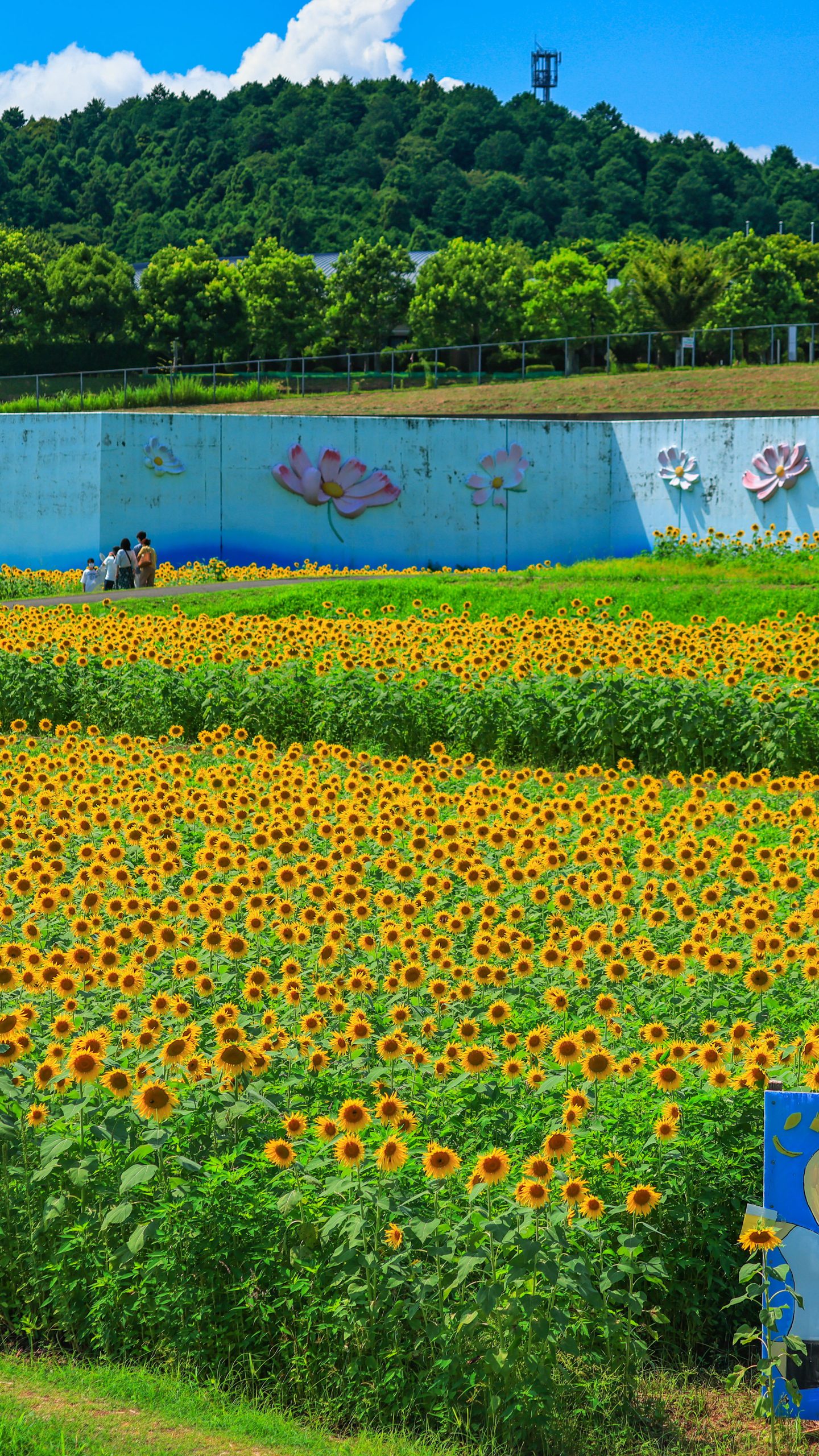 夏雲と無数のひまわり(三重県津市・とことめの里 一志)