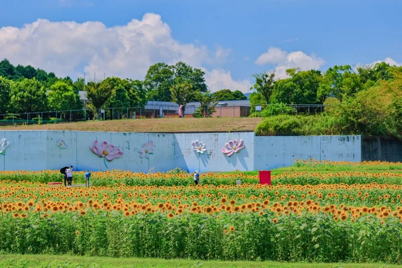 無料壁紙 夏雲とひまわりとどこでもドアと。PCとデスクトップ壁紙に最適な4K高画質の無料壁紙。三重県津市のとことめの里 一志で撮影したフリー写真素材