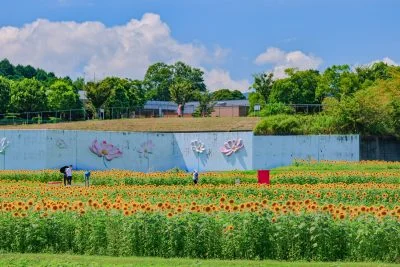 無料壁紙 夏雲とひまわりとどこでもドアと。PCとデスクトップ壁紙に最適な4K高画質の無料壁紙。三重県津市のとことめの里 一志で撮影したフリー写真素材