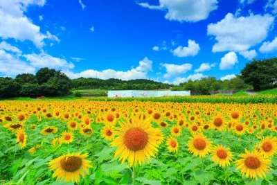 無料壁紙 夏雲と黄色いひまわり。PCとデスクトップ壁紙に最適な4K高画質の無料壁紙。三重県津市のとことめの里 一志で撮影したフリー写真素材