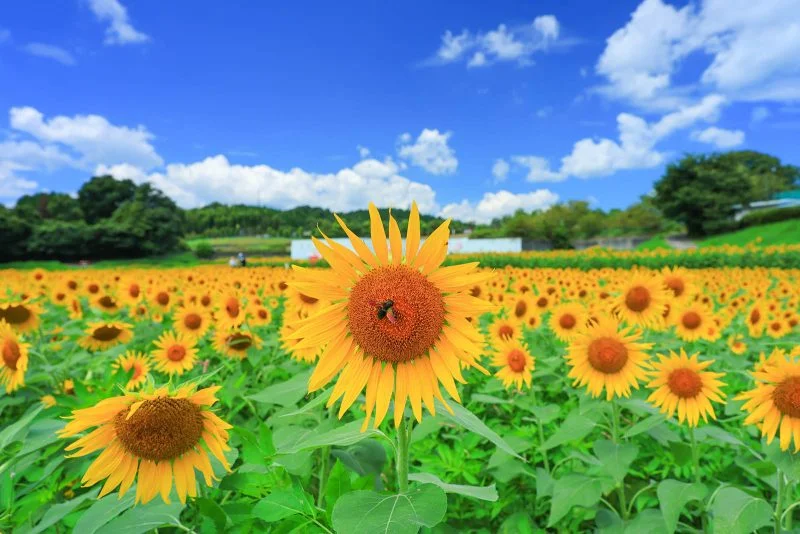 無料壁紙 ひまわりとハナアブ。PCとデスクトップ壁紙に最適な4K高画質の無料壁紙。三重県津市のとことめの里 一志で撮影したフリー写真素材