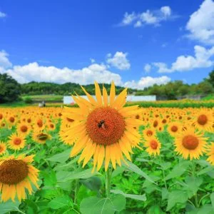 無料壁紙 ひまわりとハナアブ。PCとデスクトップ壁紙に最適な4K高画質の無料壁紙。三重県津市のとことめの里 一志で撮影したフリー写真素材