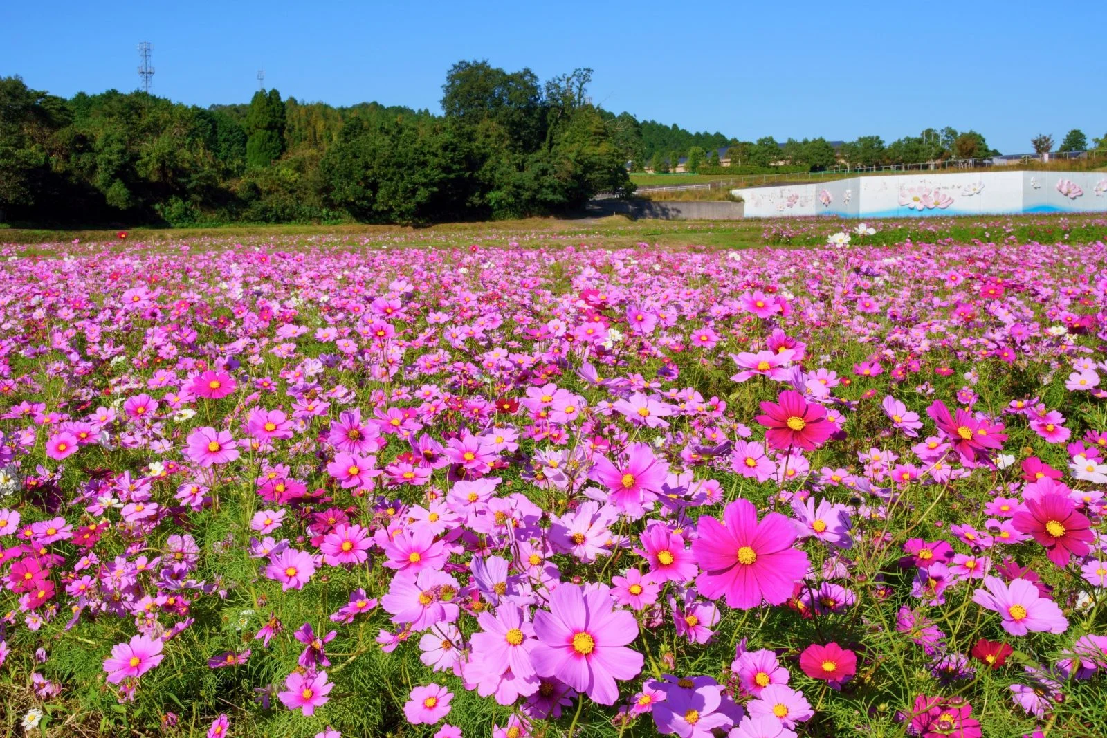 無料壁紙 コスモスの海。PCとデスクトップ壁紙に最適な4K高画質の無料壁紙。三重県津市のとことめの里 一志で撮影したフリー写真素材